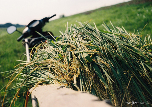 Gánh lúa trở về.
