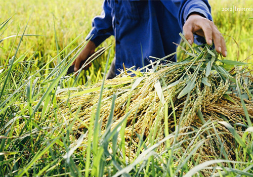Lúa năm nay được mùa.