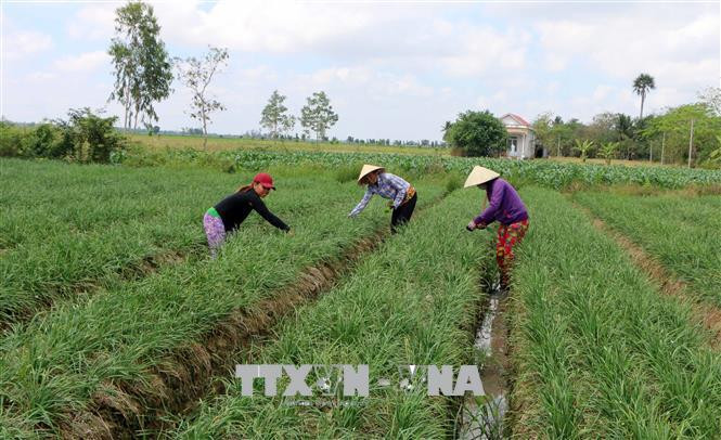 Ảnh minh họa: TTXVN Ảnh minh họa: TTXVN