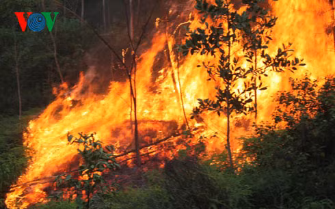 Ảnh minh họa: VOV