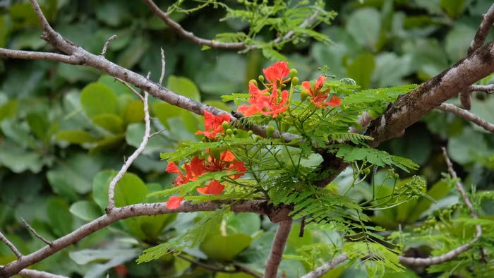 Phượng hồng bị chặt hạ ở nhiều nơi vì sự thiếu hiểu biết. Phượng hồng bị chặt hạ ở nhiều nơi vì sự thiếu hiểu biết.