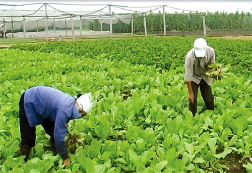 Ảnh minh họa: Chinhphu.vn Ảnh minh họa: Chinhphu.vn