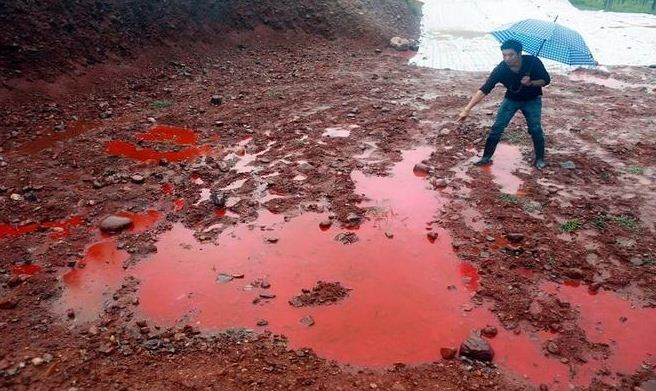 Nhận diện nguy cơ Trung Quốc khống chế ngành chăn nuôi heo của Việt Nam ảnh 4