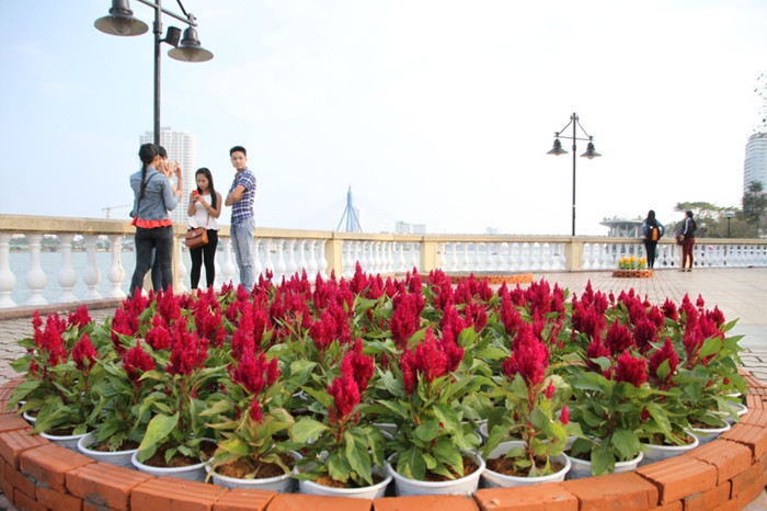 Theo đơn vị thi công đường hoa xuân Bạch Đằng, có khoảng 2.000 chậu hoa các loại làm nên một "đường hoa Bạch Đằng rực rỡ sắc màu". Theo đơn vị thi công đường hoa xuân Bạch Đằng, có khoảng 2.000 chậu hoa các loại làm nên một "đường hoa Bạch Đằng rực rỡ sắc màu".