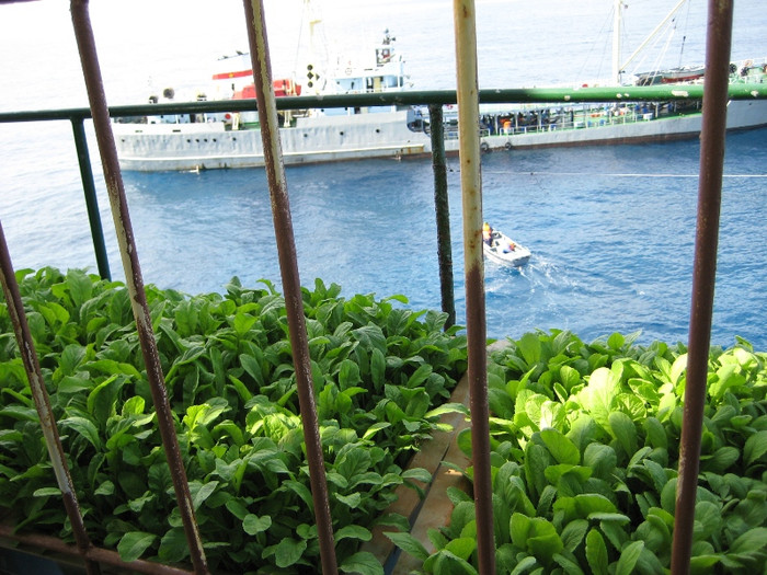 Rau xanh trên nhà giàn DK1-7. Rau xanh trên nhà giàn DK1-7.