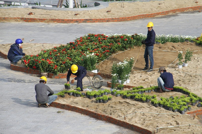 Công nhân đang sắp xếp các loại hoa một cách tỉ mỉ để làm sao hình thành một "bản đồ Việt Nam bằng hoa" đẹp và ấn tượng nhất bên sông Hàn. Công nhân đang sắp xếp các loại hoa một cách tỉ mỉ để làm sao hình thành một "bản đồ Việt Nam bằng hoa" đẹp và ấn tượng nhất bên sông Hàn.