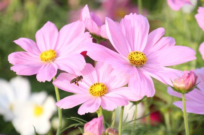 ...khoe sắc trong nắng chiều. ...khoe sắc trong nắng chiều.