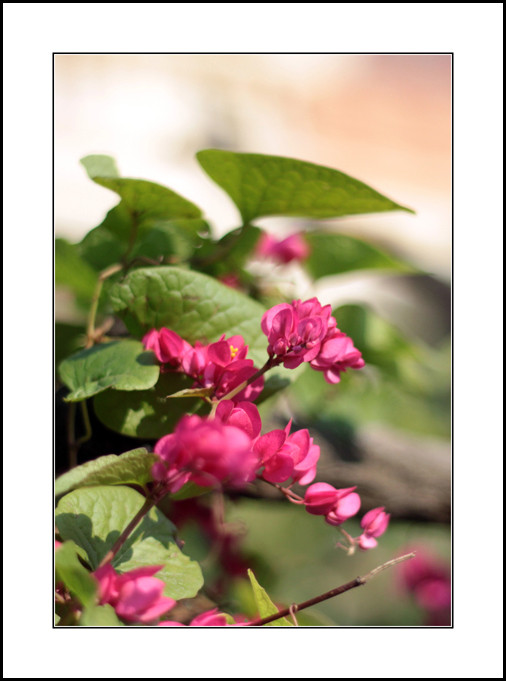 Hết chuyện, Từ bỗng buồn đôi chút. Rồi Từ buồn hơn khi tôi đọc thêm cho cô nghe bài thơ thời tiền chiến “Hai sắc hoa Ti Gôn” của T.T.K.H... Hết chuyện, Từ bỗng buồn đôi chút. Rồi Từ buồn hơn khi tôi đọc thêm cho cô nghe bài thơ thời tiền chiến “Hai sắc hoa Ti Gôn” của T.T.K.H...