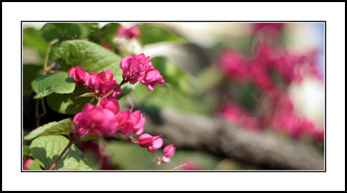 Từ lắng nghe như uống từng lời. Sau bài thơ, cô nâng vội một nhành hoa lên, nhìn thật lâu... Từ lắng nghe như uống từng lời. Sau bài thơ, cô nâng vội một nhành hoa lên, nhìn thật lâu...