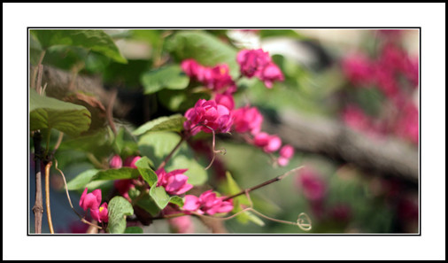 “Ngày xửa ngày xưa ở thành Athens…” - Tôi bắt đầu kể cho Từ nghe truyền thuyết về loài hoa nho nhỏ khi thì mang sắc trắng tang tóc, khi thì mang sắc hồng nhạt lung linh sống động mà mau tàn... “Ngày xửa ngày xưa ở thành Athens…” - Tôi bắt đầu kể cho Từ nghe truyền thuyết về loài hoa nho nhỏ khi thì mang sắc trắng tang tóc, khi thì mang sắc hồng nhạt lung linh sống động mà mau tàn...