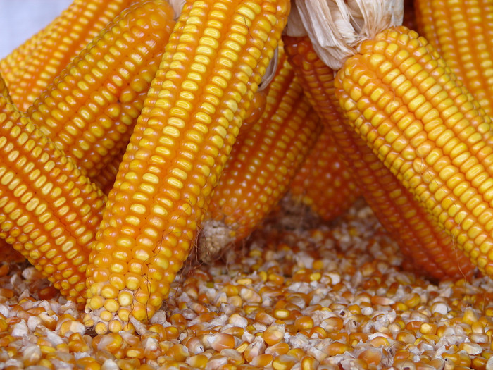 Ảnh minh họa: danviet.vn