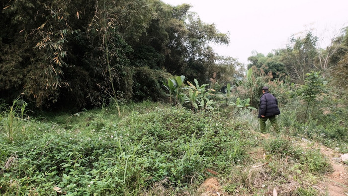 Đường vào địa điểm thảm sát năm xưa nay chỉ còn là những bụi cây rậm rạp.(Ảnh: LC) Đường vào địa điểm thảm sát năm xưa nay chỉ còn là những bụi cây rậm rạp.(Ảnh: LC)