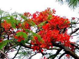 Hình ảnh hoa phượng đỏ gắn với mảnh đất con người Hải Phòng. Ảnh minh họa: Internet.