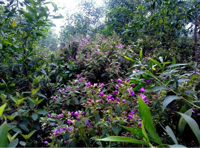 Màu tím trải trên các sườn đồi.