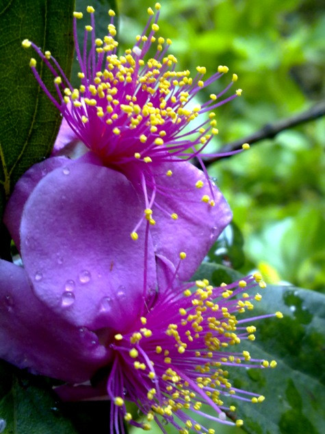 Hoa sim mang vẻ đẹp của núi đồi.