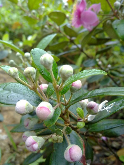 Nhánh sim đầy những búp.