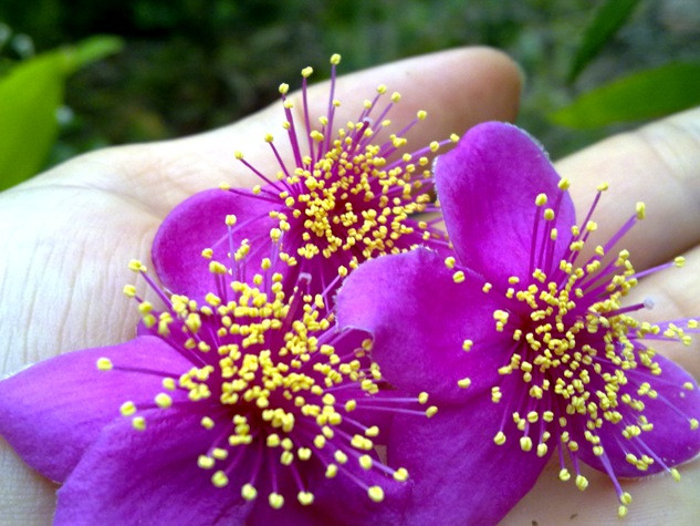 Ngắt khỏi cây càng mới thấy hoa sim thật đẹp.