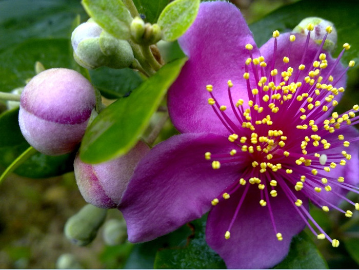 Những bông hoa sim sẽ thay nhau nở hoa cho đến hết gần hết mùa hè.