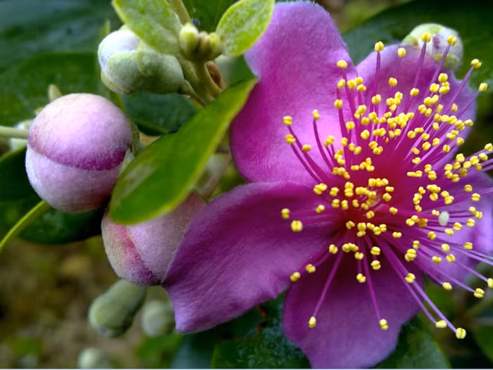 Những bông hoa sim sẽ thay nhau nở hoa cho đến hết gần hết mùa hè.