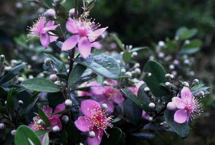 Bụi cây hoa sim trong sương sớm.