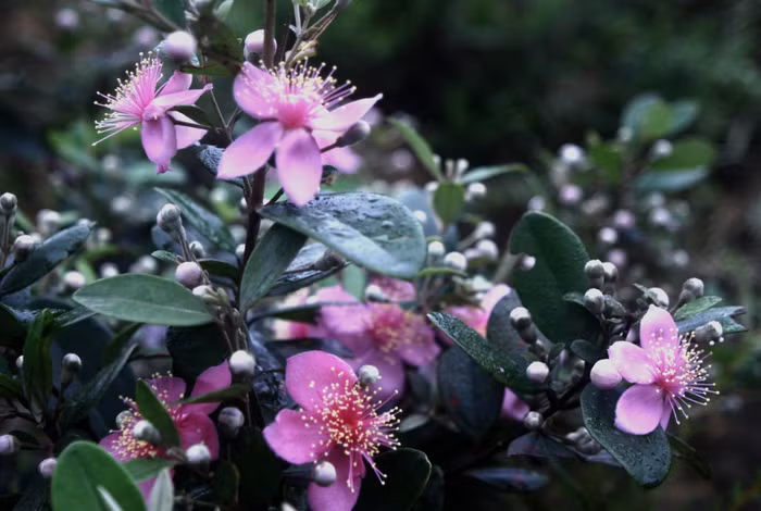 Bụi cây hoa sim trong sương sớm.