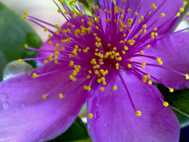 Hoa sim có vẻ đẹp thật ngọt ngào.