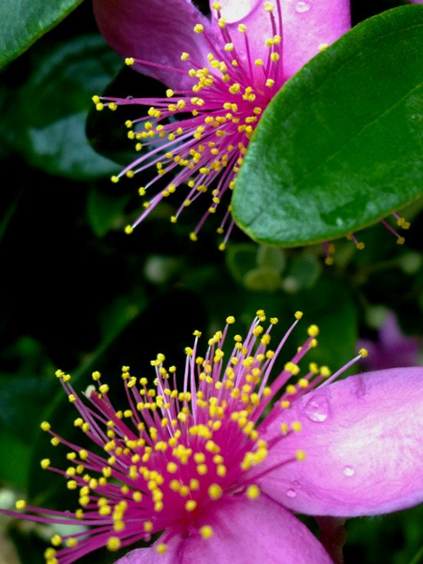 Mỗi sáng mai hoa sim thường giữ trên cánh những giọt sương đêm.