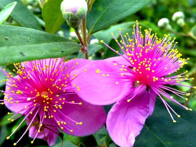 Hoa sim thường nở theo từng đôi bông.