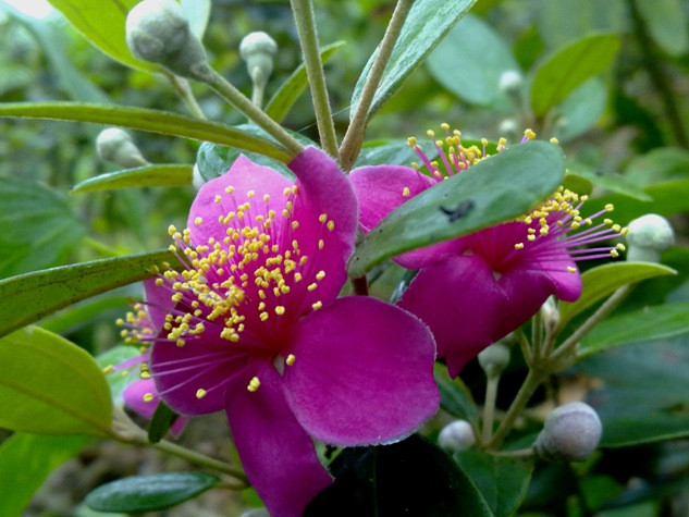 Mỗi nhánh trên nhành sim thường mọc đôi hoặc 3 bông sim.