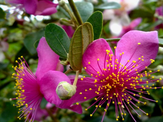 Từng đôi bông hoa sim khoe sắc trên đồi.