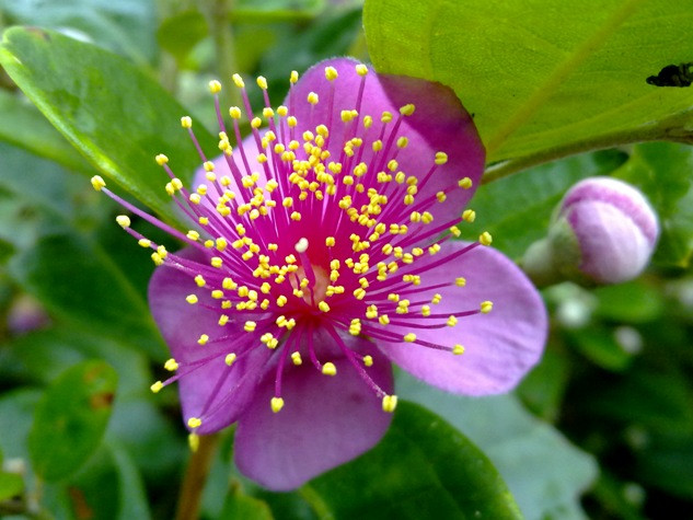 Núm nhụy tươi rói thêm đẹp cho mỗi bông hoa.