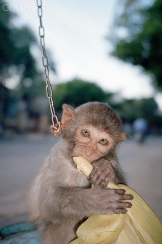 Tại sao chú khỉ này lại xuất hiện trên vỉa hè Hà Nội? Tại sao chú khỉ này lại xuất hiện trên vỉa hè Hà Nội?