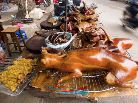 Và đây là kết cục chờ đợi những chú chó... Trong văn hóa phương Tây, ăn thịt chó là điều cấm kị. Và đây là kết cục chờ đợi những chú chó... Trong văn hóa phương Tây, ăn thịt chó là điều cấm kị.