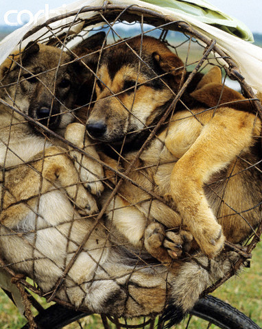 Những chú chó tội nghiệp bị nhốt trong lồng sắt, hình ảnh gây "sốc" với nhiều người phương Tây. Những chú chó tội nghiệp bị nhốt trong lồng sắt, hình ảnh gây "sốc" với nhiều người phương Tây.