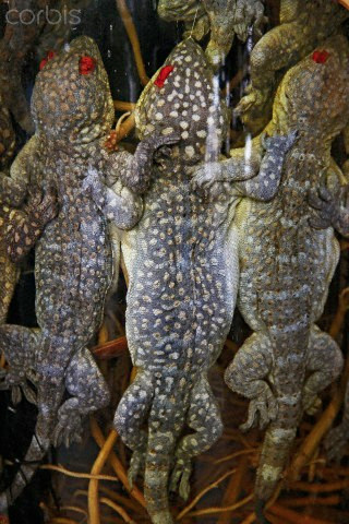 Có thể tìm thấy rất nhiều thứ kỳ lạ trong các khu chợ Hà Nội. Ví dụ như những con tắc kè phơi khô có đôi mắt đỏ chót này. Có thể tìm thấy rất nhiều thứ kỳ lạ trong các khu chợ Hà Nội. Ví dụ như những con tắc kè phơi khô có đôi mắt đỏ chót này.