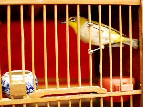 Gần đó có một khu chợ chim, phục vụ cho thú thư giãn của những cư dân ưa thích sự tĩnh lặng trong một thành phố ồn ào náo nhiệt. Gần đó có một khu chợ chim, phục vụ cho thú thư giãn của những cư dân ưa thích sự tĩnh lặng trong một thành phố ồn ào náo nhiệt.