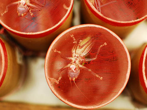 Chợ chim bán cả châu chấu. Chợ chim bán cả châu chấu.