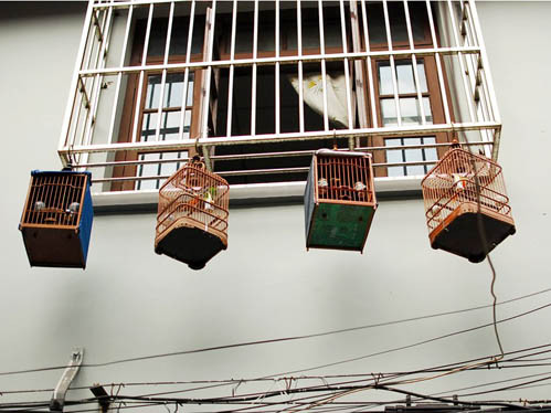 Lồng chim treo bên ngoài cửa sổ một căn tập thể cũ. Lồng chim treo bên ngoài cửa sổ một căn tập thể cũ.