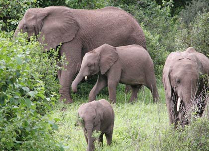 Ảnh minh họa: Internet. Ảnh minh họa: Internet.