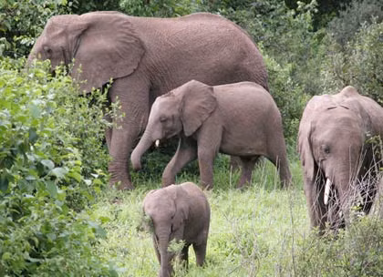 Ảnh minh họa: Internet.