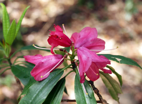 Loài Đỗ quyên đỏ Rhododendron sp. Loài Đỗ quyên đỏ Rhododendron sp.