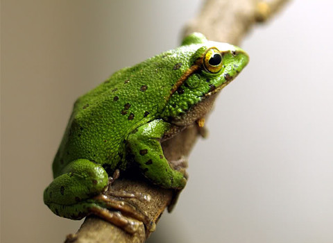 Ếch cây thuộc loài Polypedates dugritei. Đây là loài lưỡng cư sống ở độ cao nhất Việt Nam. Ếch cây thuộc loài Polypedates dugritei. Đây là loài lưỡng cư sống ở độ cao nhất Việt Nam.