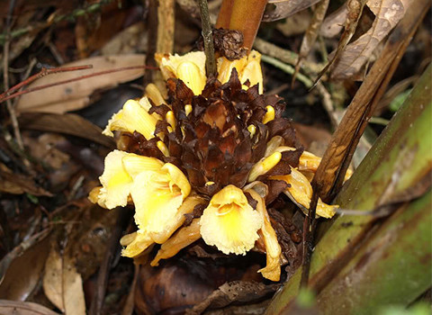 Dưới những tán rừng là bạt ngàn những cây Thảo quả Amomum aromaticum. Những bông Thảo quả vàng rực báo hiệu một mùa bội thu và những no ấm của người H’mông. Dưới những tán rừng là bạt ngàn những cây Thảo quả Amomum aromaticum. Những bông Thảo quả vàng rực báo hiệu một mùa bội thu và những no ấm của người H’mông.