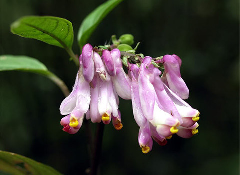 Mùa mưa ở Fansipan cũng là mùa của các loài lưỡng cư thức giấc sau một kỳ nghỉ đông dài để tìm kiếm thức ăn, giao phối và sinh sản. Trên hình là những bông hoa thuộc họ viễn chí Polygalaceae khoe sắc. Fansipan năm ở giữa Lào Cai và Lai Châu, là đỉnh núi cao nhất Việt Nam và Đông dương, 3.143 mét. Hệ thực vật ở đây rất phong phú với khoảng 1.700 loại cây. Mùa mưa ở Fansipan cũng là mùa của các loài lưỡng cư thức giấc sau một kỳ nghỉ đông dài để tìm kiếm thức ăn, giao phối và sinh sản. Trên hình là những bông hoa thuộc họ viễn chí Polygalaceae khoe sắc. Fansipan năm ở giữa Lào Cai và Lai Châu, là đỉnh núi cao nhất Việt Nam và Đông dương, 3.143 mét. Hệ thực vật ở đây rất phong phú với khoảng 1.700 loại cây.