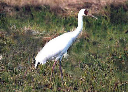 Người dân cho rằng, việc bạch hạc xuất hiện là một điều rất hiếm xưa nay. Nó báo hiệu điềm lành đến với dân làng. Người dân cho rằng, việc bạch hạc xuất hiện là một điều rất hiếm xưa nay. Nó báo hiệu điềm lành đến với dân làng.