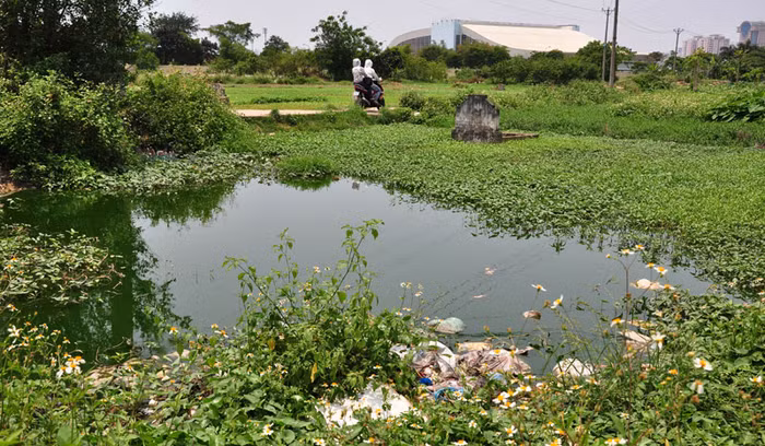 Tai nhiều vùng nước bí, rau muống cũng phát triển rất nhanh. Ảnh chụp tại khu Mỹ Đình.