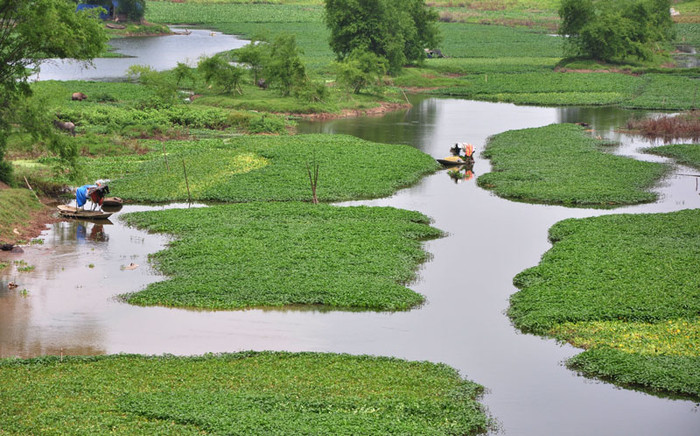 Người thu hoạch rau chỉ cần xén ngọn là mấy hôm sau rau lại tốt um tùm. Người thu hoạch rau chỉ cần xén ngọn là mấy hôm sau rau lại tốt um tùm.