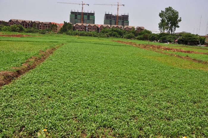 Cần phải có những khu trồng rau sạch để cung cấp rau cho người dân, tránh tình trạng người dân phải ăn rau bẩn và không hợp quy chuẩn về an toàn về sinh thực phẩm. Ảnh chụp tại khu trồng rau muống Trung Văn, từ Liêm, Hà Nội. Cần phải có những khu trồng rau sạch để cung cấp rau cho người dân, tránh tình trạng người dân phải ăn rau bẩn và không hợp quy chuẩn về an toàn về sinh thực phẩm. Ảnh chụp tại khu trồng rau muống Trung Văn, từ Liêm, Hà Nội.