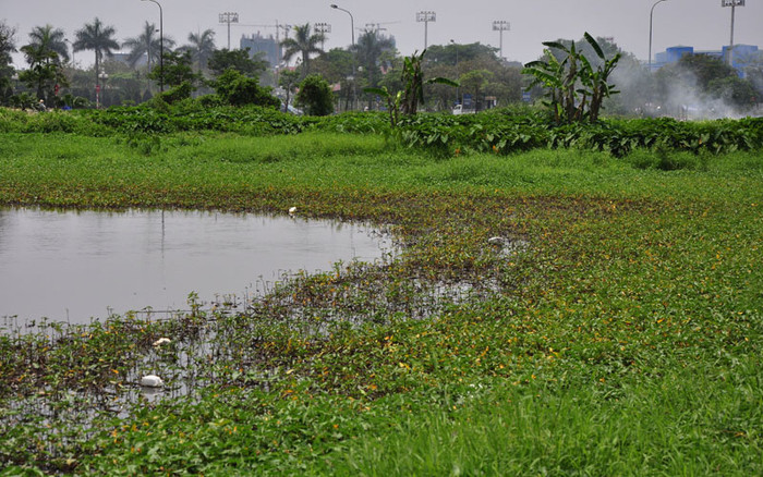 Rau muống mọc hoang cùng với cỏ dại. Rau muống mọc hoang cùng với cỏ dại.