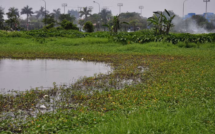 Rau muống mọc hoang cùng với cỏ dại.